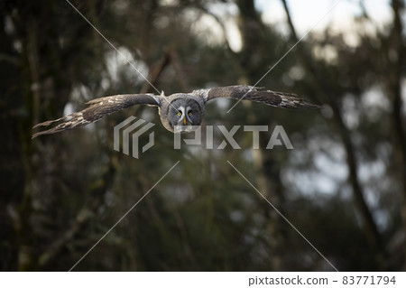 Action scene from the forest with owl. Flying Great Grey Owl, Strix nebulosa Action scene from the forest with owl. Flying Great Grey Owl, Strix nebulosa 83771794