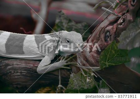 Striped Fijian iguana (Latin. Brachylophus fasciatus) Striped Fijian iguana (Latin. Brachylophus fasciatus) 83771911