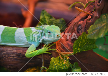 Striped Fijian iguana (Latin. Brachylophus fasciatus) Striped Fijian iguana (Latin. Brachylophus fasciatus) 83771912