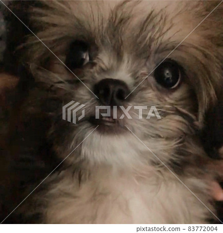 毛小孩 毛孩 寵物 83772004