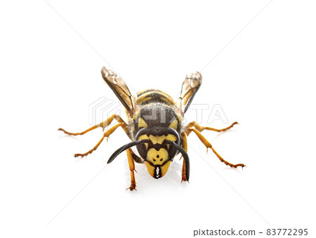 Vespula germanica in studio Vespula germanica in studio 83772295