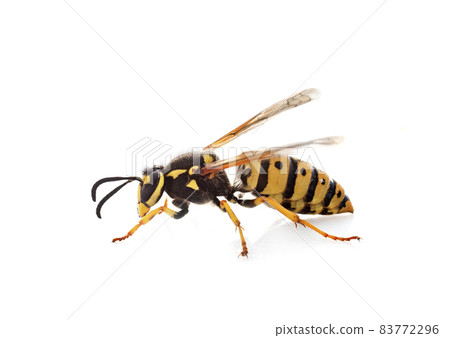 Vespula germanica in studio 83772296