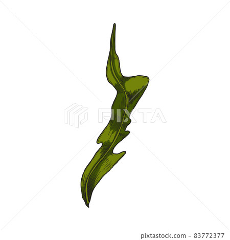 Laminaria or seaweed colored sketch vector illustration isolated on white background. Laminaria or seaweed colored sketch vector illustration isolated on white background. 83772377