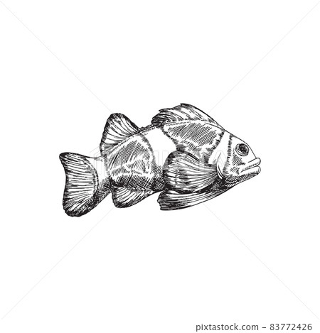 Clown reef fish, engraving hand drawn vector illustration isolated on white. 83772426