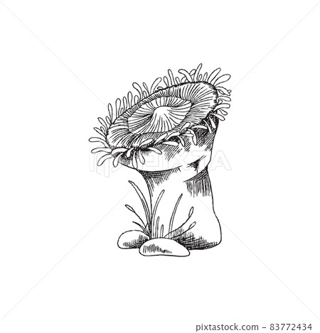 Sea anemone coral reef or polyp, monochrome sketch vector illustration isolated on white background. 83772434