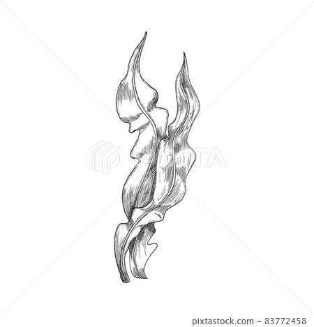 Seaweed or laminaria underwater, monochrome sketch vector illustration isolated on white background. 83772458