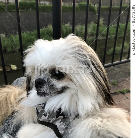 散步 散步 83772598