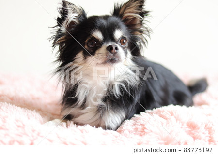 奇瓦瓦狗，一隻用粉紅色墊子放鬆的狗 83773192