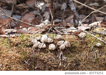 Dried up puffball mushrooms growing on a mossy log 83773251