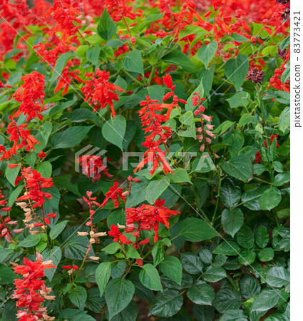 Salvia divinorum, garden with blooming red flowers and green leaves. Day Salvia divinorum, garden with blooming red flowers and green leaves. Day 83773421