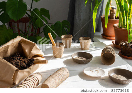 Planting seedlings at home 83773618