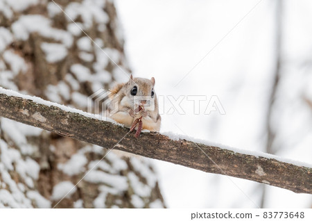 Namara Menkoi Ezomomonga 83773648