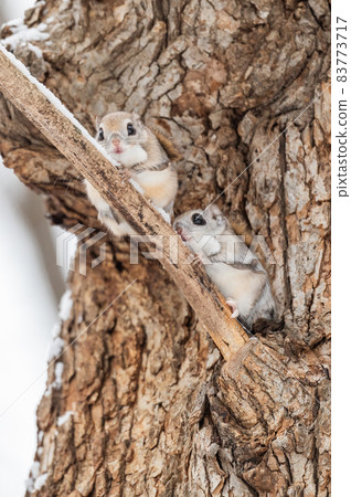 Namara Menkoi Ezomomonga 83773717