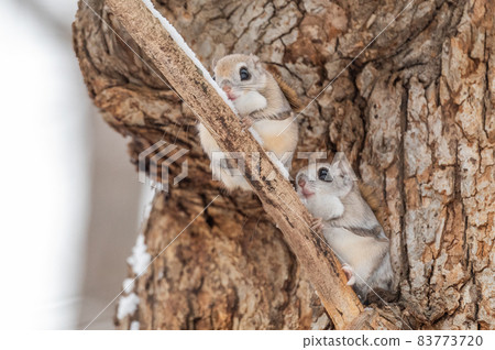 Namara Menkoi Ezomomonga Namara Menkoi Ezomomonga 83773720