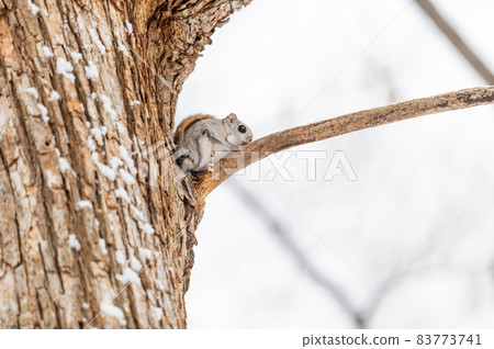 Namara Menkoi Ezomomonga 83773741