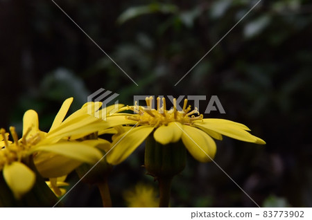 Tsuwabuki flower Tsuwabuki flower 83773902