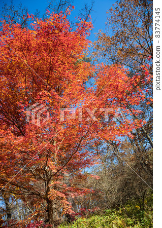 Mt. Haruna: Autumn leaves on the Somayama mountain trail Mt. Haruna: Autumn leaves on the Somayama mountain trail 83774145