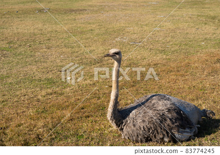 Sitting ostrich 83774245