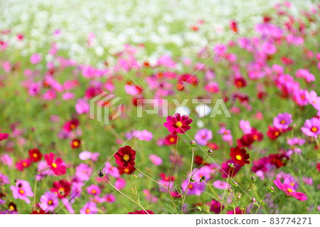 Cosmos flowers Cosmos flowers 83774271
