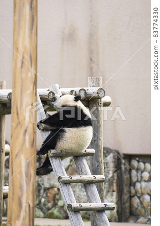 Baby panda playing with a ladder 83774330