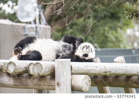 Baby panda rumbling on the playset Baby panda rumbling on the playset 83774341