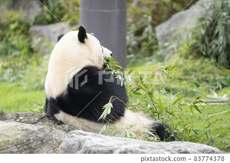 大熊貓咬竹子 83774378