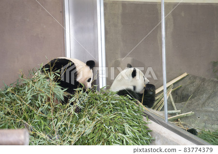 大熊貓咬竹子 83774379
