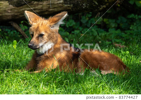 The Maned Wolf, Chrysocyon brachyurus is the largest canid of South America The Maned Wolf, Chrysocyon brachyurus is the largest canid of South America 83774427