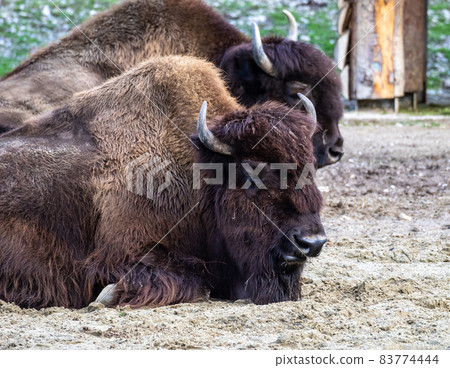 American buffalo known as bison, Bos bison in the zoo American buffalo known as bison, Bos bison in the zoo 83774444