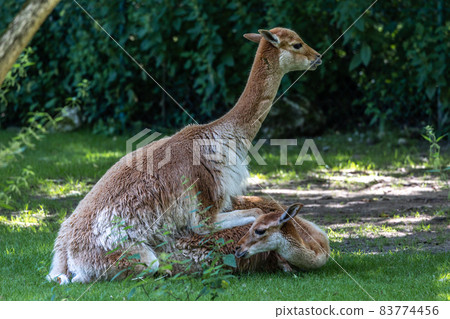 Mating Vicunas, Vicugna Vicugna, relatives of the llama in a German park Mating Vicunas, Vicugna Vicugna, relatives of the llama in a German park 83774456