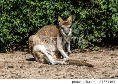 The agile wallaby, Macropus agilis also known as the sandy wallaby The agile wallaby, Macropus agilis also known as the sandy wallaby 83774463
