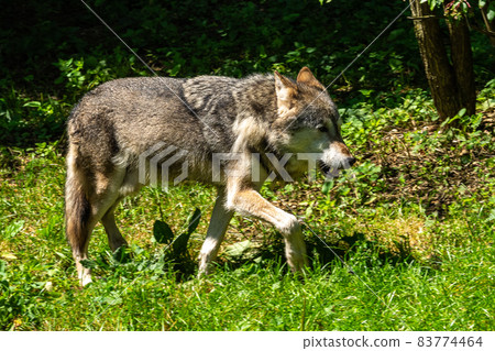 European Grey Wolf, Canis lupus in a german park European Grey Wolf, Canis lupus in a german park 83774464