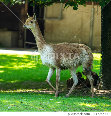 Vicunas, Vicugna Vicugna, relatives of the llama 83774465