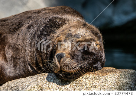 The South American sea lion, Otaria flavescens in the zoo The South American sea lion, Otaria flavescens in the zoo 83774478