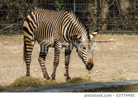 Hartmann's Mountain Zebra, Equus zebra hartmannae. An endangered zebra Hartmann's Mountain Zebra, Equus zebra hartmannae. An endangered zebra 83774495