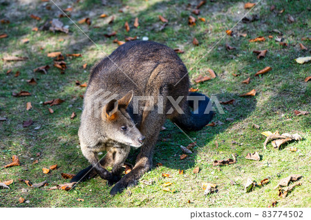 Swamp Wallaby, Wallabia bicolor, is one of the smaller kangaroos 83774502