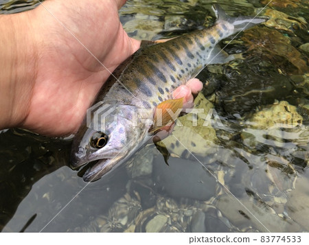 Autumn yamame trout 83774533