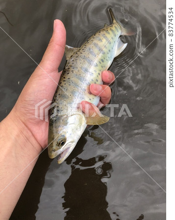 Mainstream yamame trout in early summer 83774534