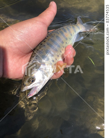 Mainstream yamame trout 83774535