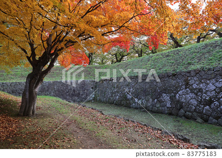 秋葉和石牆 秋葉和石牆 83775183