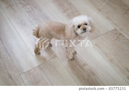 Toy poodle waiting for reward 83775231