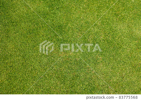 Texture of green grass top view green lawn  83775568