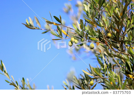 Refreshing olive fruit 83775703