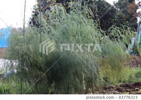 Asparagus leaves Asparagus leaves 83776323