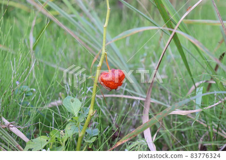 A demon lantern that turns red in green 83776324