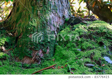 Moss inhabiting cedar 83776415