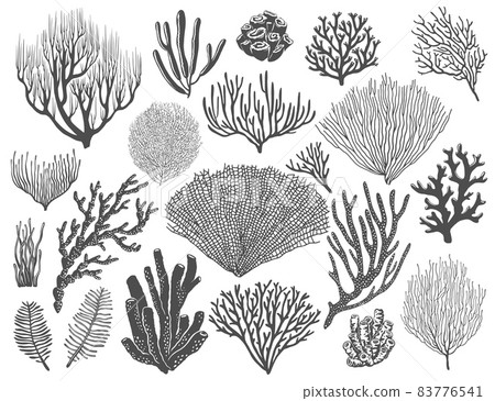 Sea corals, reef sponges and seaweeds. Ocean bottom life, marine animals and plants, topical undersea flora species. Monochrome vector black, stellar and gorgonian corals, acropora polyps Sea corals, reef sponges and seaweeds. Ocean bottom life, marine animals and plants, topical undersea flora species. Monochrome vector black, stellar and gorgonian corals, acropora polyps 83776541