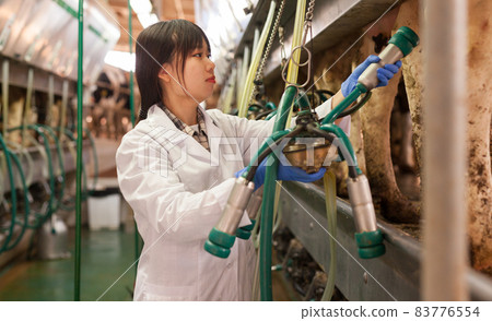 Farm milkmaid in bathrobe in barn with automatical cow milking machines Farm milkmaid in bathrobe in barn with automatical cow milking machines 83776554