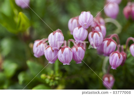 Ezonoguzakakura 83777008