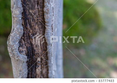 Withered trees Withered trees 83777483